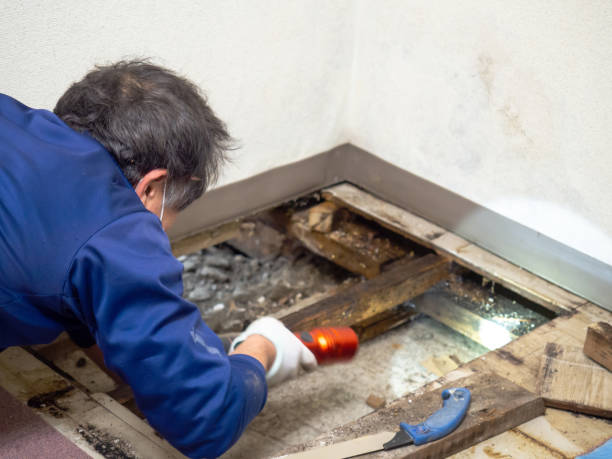 Best Localized Mold Remediation (e.g., coastal areas, humid climates) in Mp Pendleton South, CA