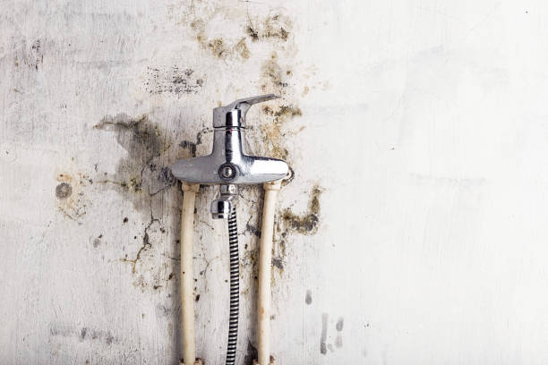 Best Commercial Mold Remediation in Mp Pendleton South, CA
