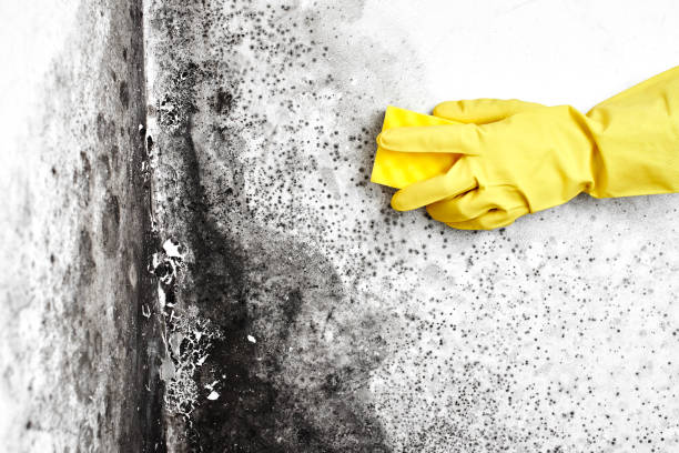 Best White Mold Remediation in Mp Pendleton South, CA