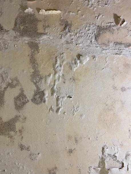 Best Crawl Space Mold Remediation in Mp Pendleton South, CA