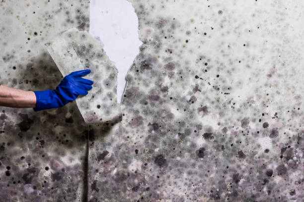 Best Emergency Mold Remediation in Mp Pendleton South, CA